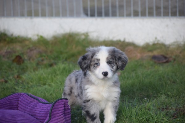 Australische herder x Berner Sennen (reu) 66711