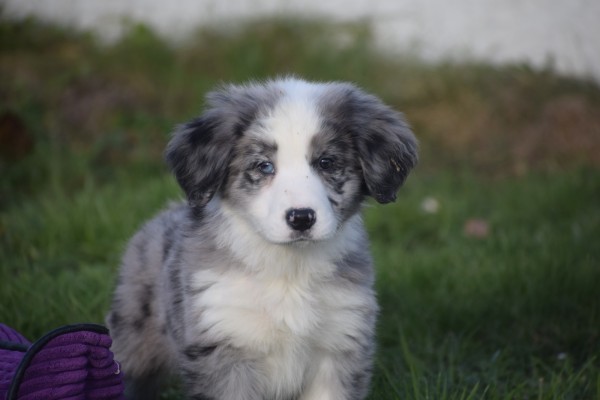 Australische herder x Berner Sennen (reu) 66711