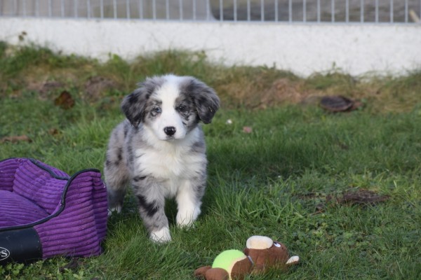 Australische herder x Berner Sennen (reu) 66711