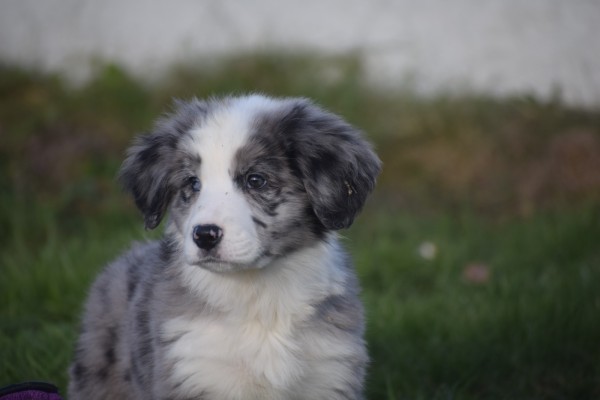 Australische herder x Berner Sennen (reu) 66711