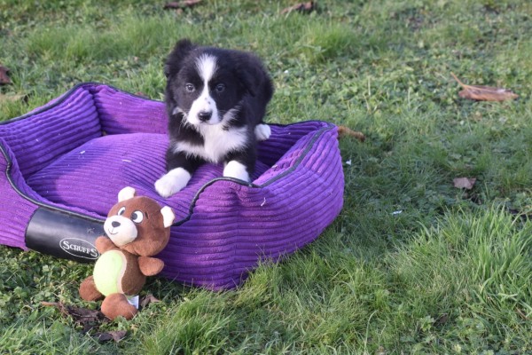 Australische herder x Berner Sennen (teef) 47759