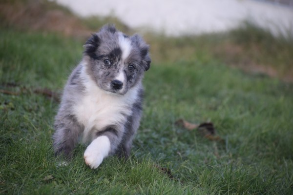 Australische herder x Berner Sennen (teef) 48194