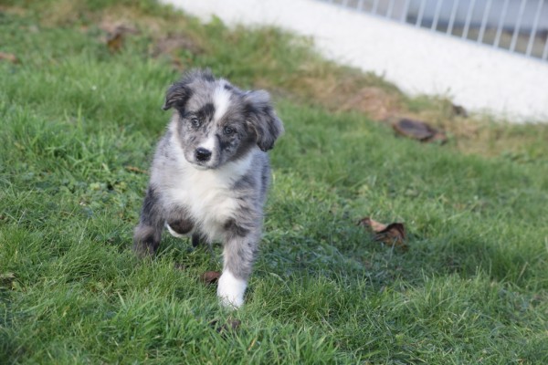 Australische herder x Berner Sennen (teef) 48194