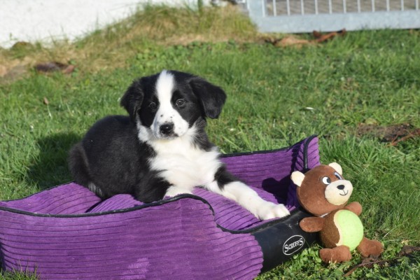 Australische herder x Berner Sennen (teef) 66408