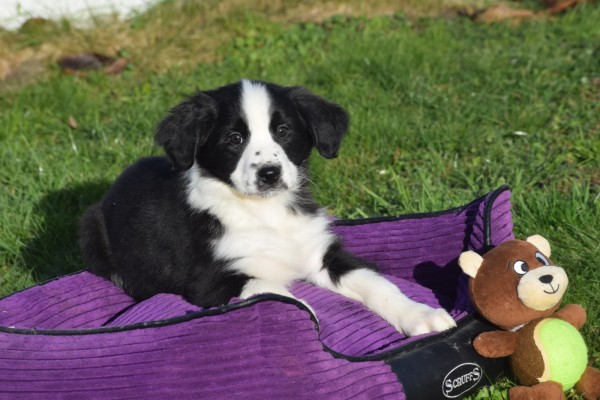 Australische herder x Berner Sennen (teef) 66408