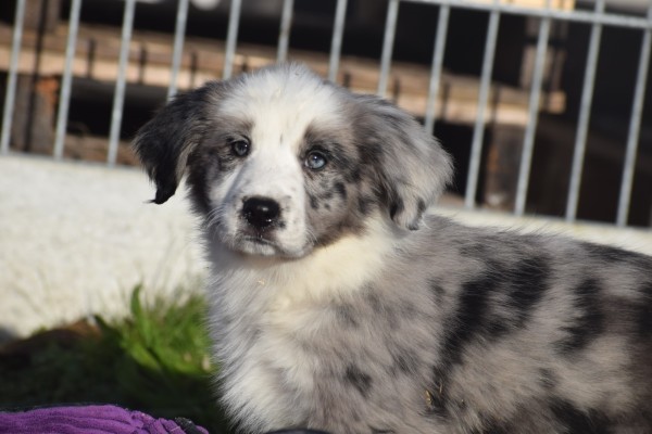 Australische herder x Berner Sennen (teef) 66041