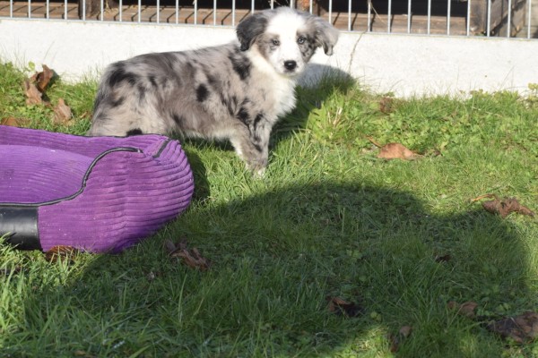 Australische herder x Berner Sennen (teef) 66041