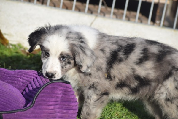 Australische herder x Berner Sennen (teef) 66041