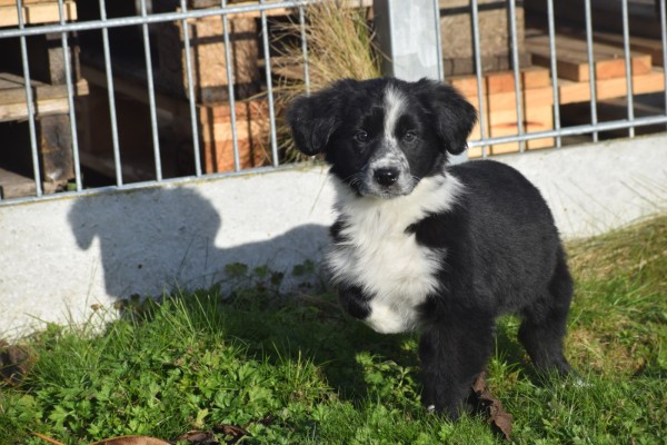 Australische herder x Berner Sennen (teef) 48896