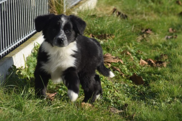 Australische herder x Berner Sennen (teef) 48896