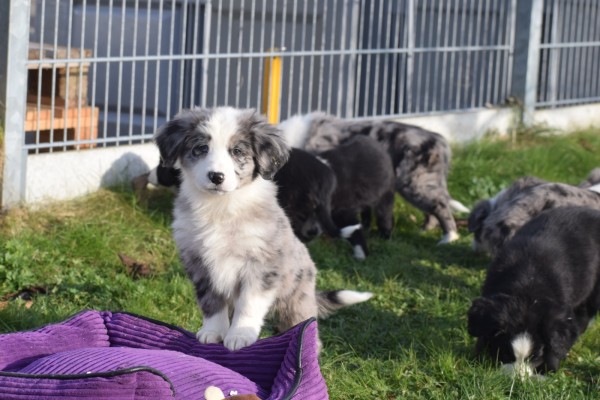 Australische herder x Berner Sennen (reu) 66711