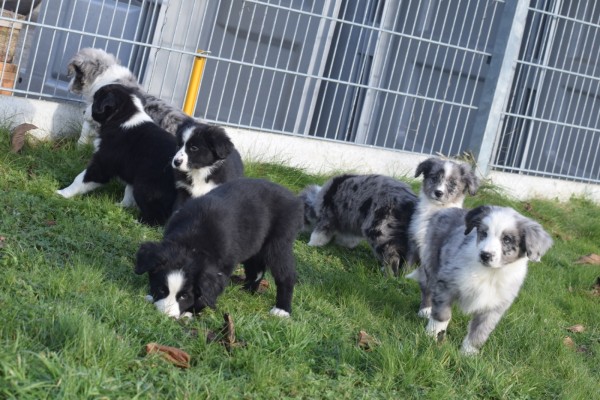 Australische herder x Berner Sennen (teef) 48194