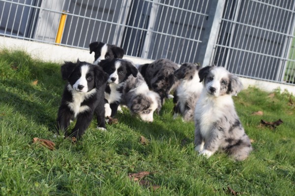 Australische herder x Berner Sennen (reu) 66083