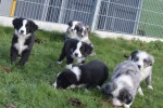 Australische herder x Berner Sennen (teef) 48194