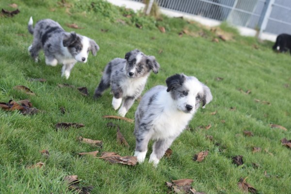 Australische herder x Berner Sennen (teef) 66041