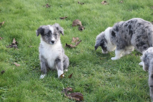 Australische herder x Berner Sennen (teef) 48194