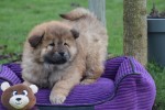 Chow Chow (teef) 66596