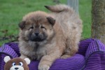 Chow Chow (teef) 66596