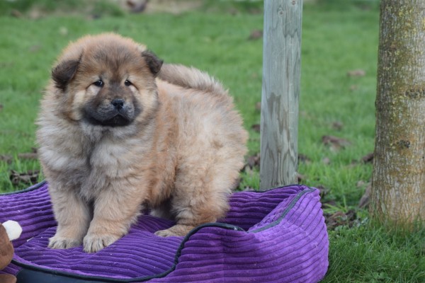 Chow Chow (teef) 66596