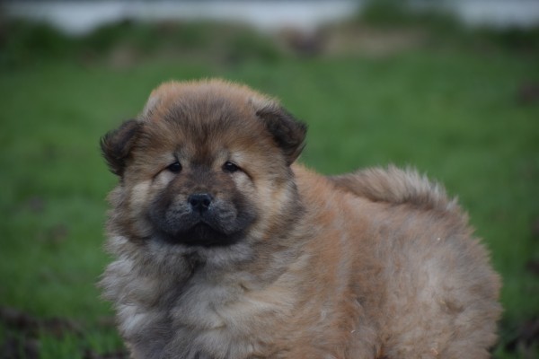 Chow Chow (teef) 66596