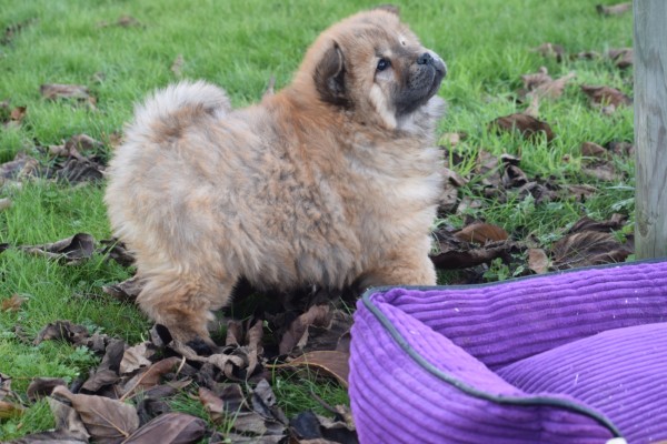 Chow Chow (teef) 66596