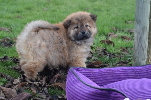 Chow Chow (teef) 66596