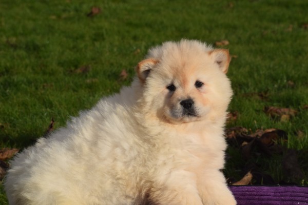 Chow Chow (teef) 48388