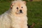 Chow Chow (teef) 48388