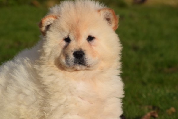 Chow Chow (teef) 48388