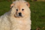 Chow Chow (teef) 48388