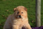 Chow Chow (teef) 48800