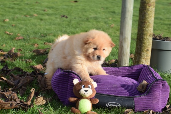 Chow Chow (teef) 48800