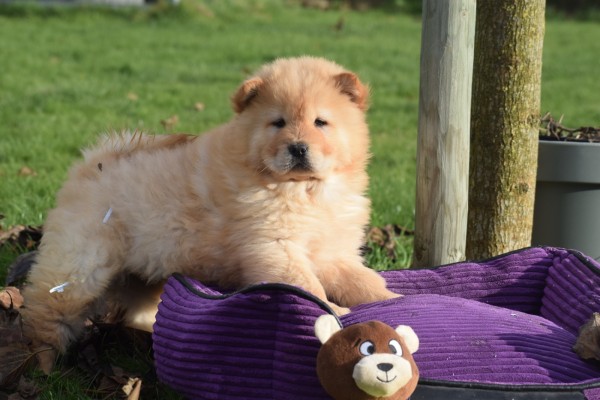 Chow Chow (teef) 48800