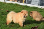 Chow Chow (teef) 48800
