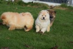 Chow Chow (teef) 48388