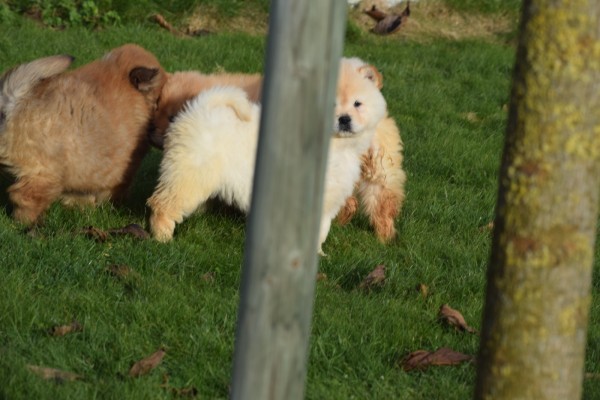 Chow Chow (teef) 48388