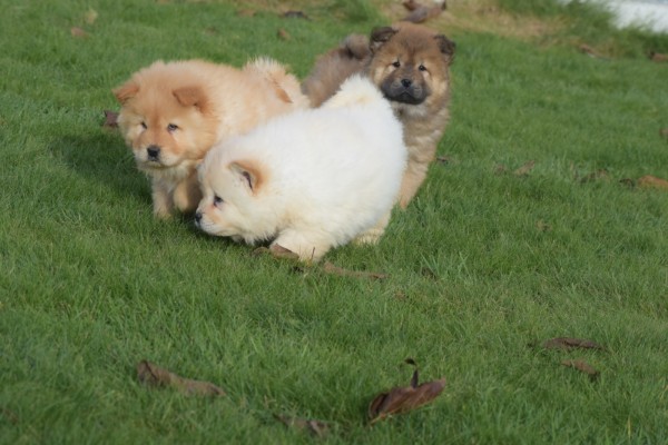 Chow Chow (teef) 66596