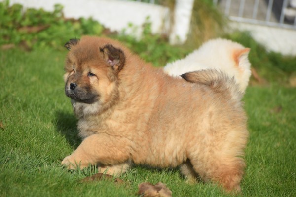 Chow Chow (teef) 66596