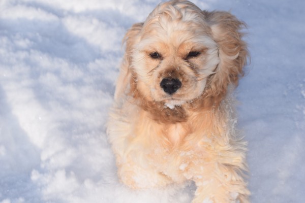 Amerikaanse cocker spaniel (reu) 11663