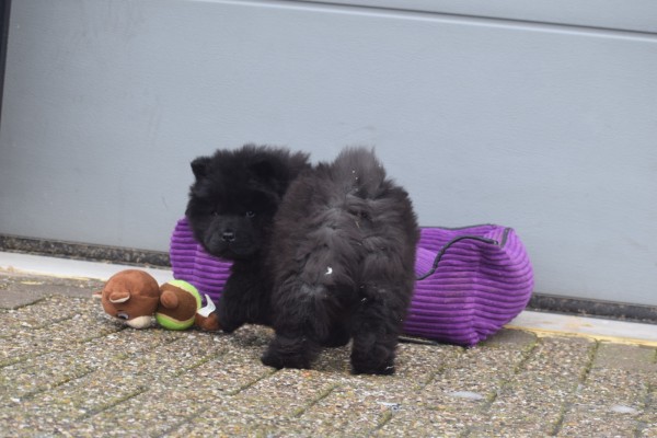 Chow Chow (reu) 30724