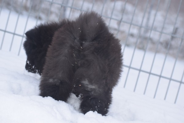 Chow Chow (reu) 30724