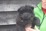 Chow Chow (reu) 30724