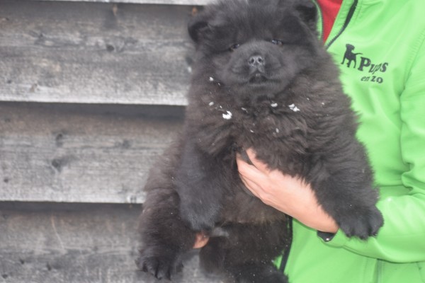 Chow Chow (reu) 30724