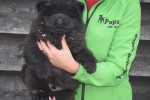 Chow Chow (reu) 30724