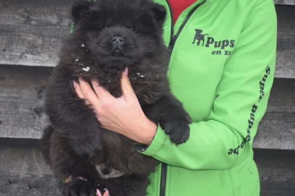 Chow Chow (reu) 30724