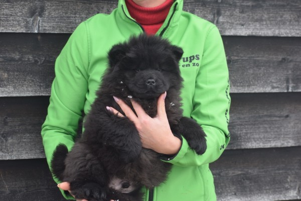 Chow Chow (reu) 30724