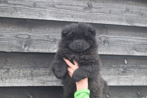 Chow Chow (teef) 30734