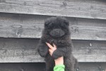 Chow Chow (teef) 30734