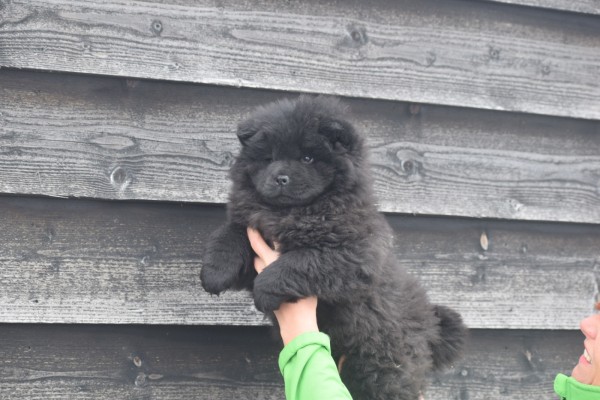 Chow Chow (teef) 30734