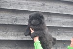 Chow Chow (teef) 30734